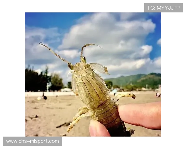 惠州赶海人台风后收获颇丰，赶海 惠州